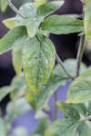 Whiteleaf mountainmint